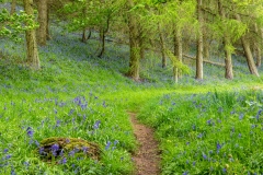 Flakebridge Wood bluebells