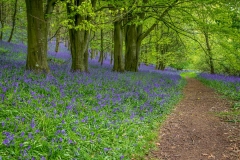 Flakebridge Wood bluebells