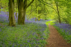 Flakebridge Wood bluebells