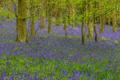 Flakebridge Wood bluebells