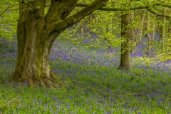Flakebridge Wood bluebells