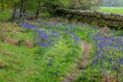 Flakebridge Wood bluebells