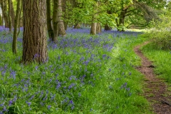 Flakebridge Wood bluebells