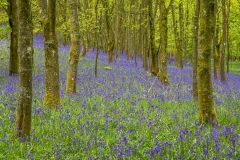 Flakebridge Wood bluebells