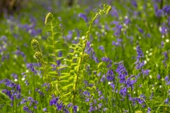 Flakebridge Wood bluebells