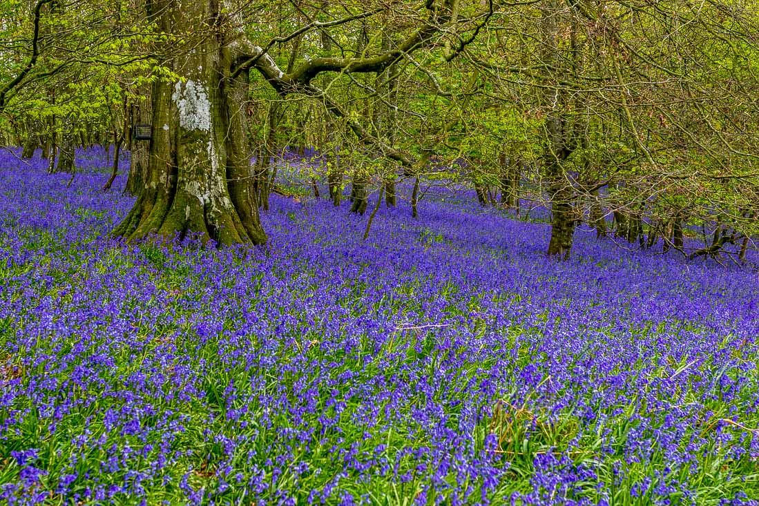 Flakebridge Wood walk, Flakebridge Wood bluebells