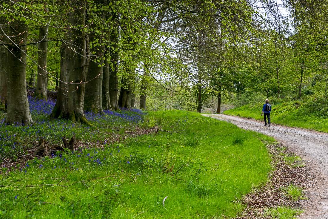 Flakebridge Wood walk, Flakebridge Wood bluebells