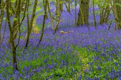 Flakebridge Wood walk, Flakebridge Wood bluebells