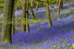 Flakebridge Wood walk, Flakebridge Wood bluebells