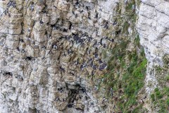 Flamborough Cliffs, razorbill, guillemot, puffin