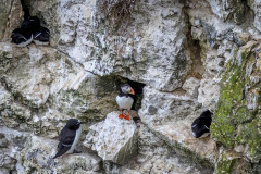 Puffin