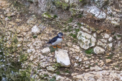Flamborough Cliffs, puffin