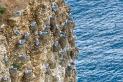 Flamborough Cliffs, kittiwakes