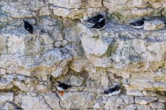 Flamborough Cliffs, razorbill, puffin
