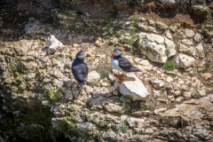 Flamborough Cliffs, puffin
