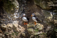 Flamborough Cliffs, puffin