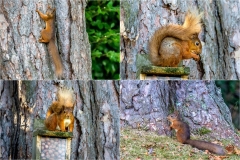 Red squirrel Lake District