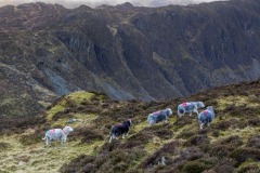 Herdwick, Fleetwith Pike