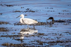 Little egret,cormorant
