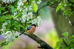 Bullfinch