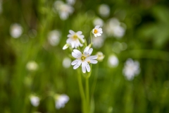 Forge Valley wildflowers