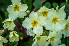 Forge Valley wildflowers