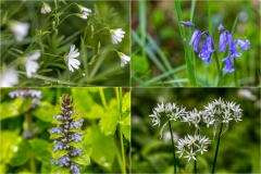 Forge Valley wildflowers