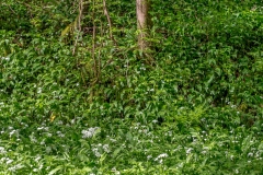 Forge Valley wild garlic