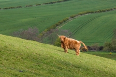 Hackness walk