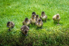Mallard ducklings
