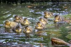 Mallard ducklings