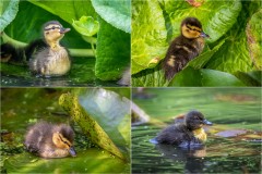 Mallard ducklings