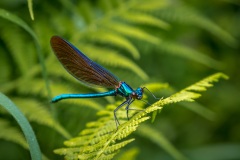 Beautiful Demoiselle
