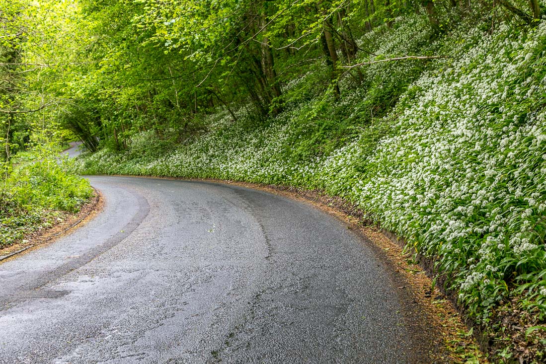 Forge Valley walk, Forge Valley wild garlic Forge Valley walk, Forge Valley wild garlic