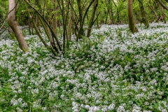 Forge Valley walk, Forge Valley wild garlic