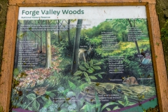 Forge Valley walk, Forge Valley Woods