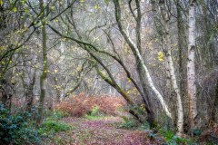 North Cliffe Wood