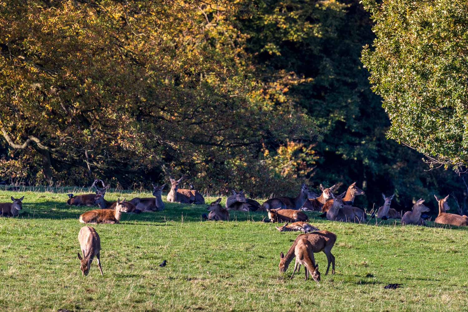 Fountains Abbey walk, red deer