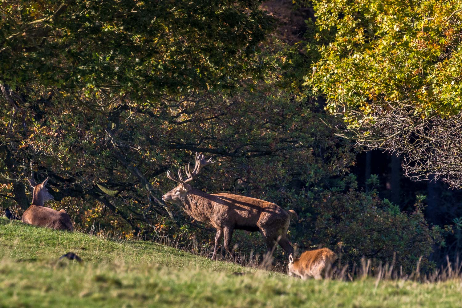 Fountains Abbey walk, red deer