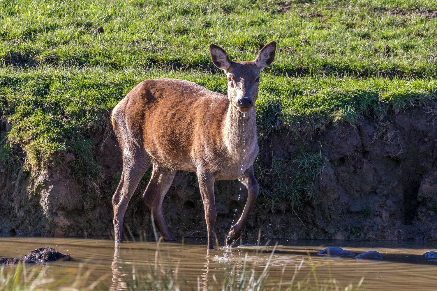 Fountains Abbey walk red deer