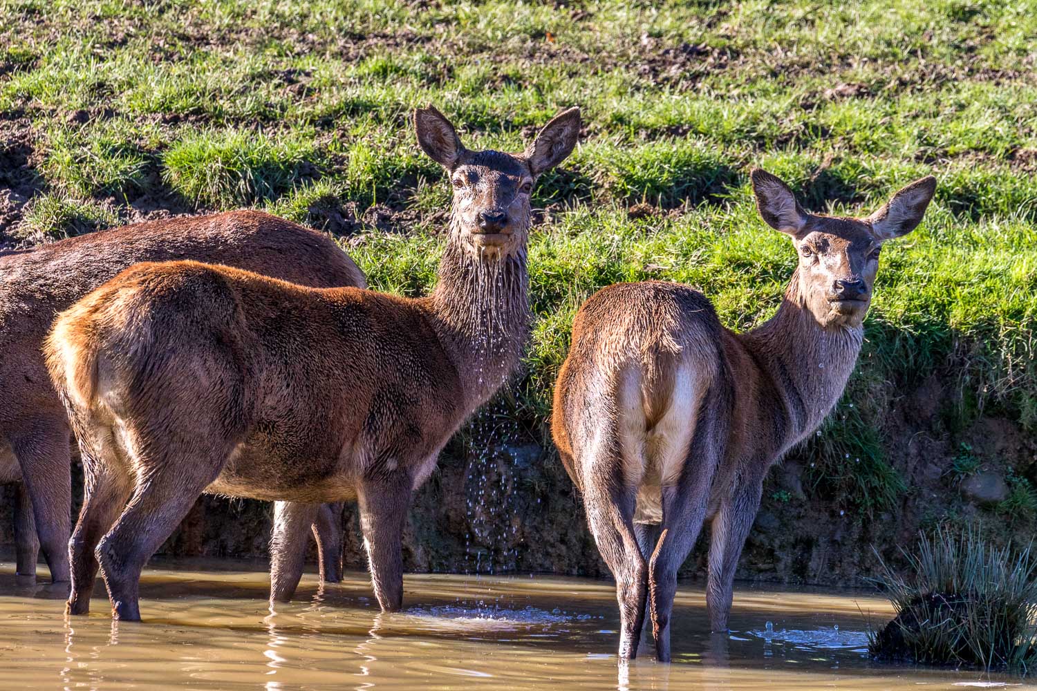 Fountains Abbey walk red deer