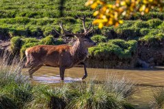 Fountains Abbey walk red deer stag