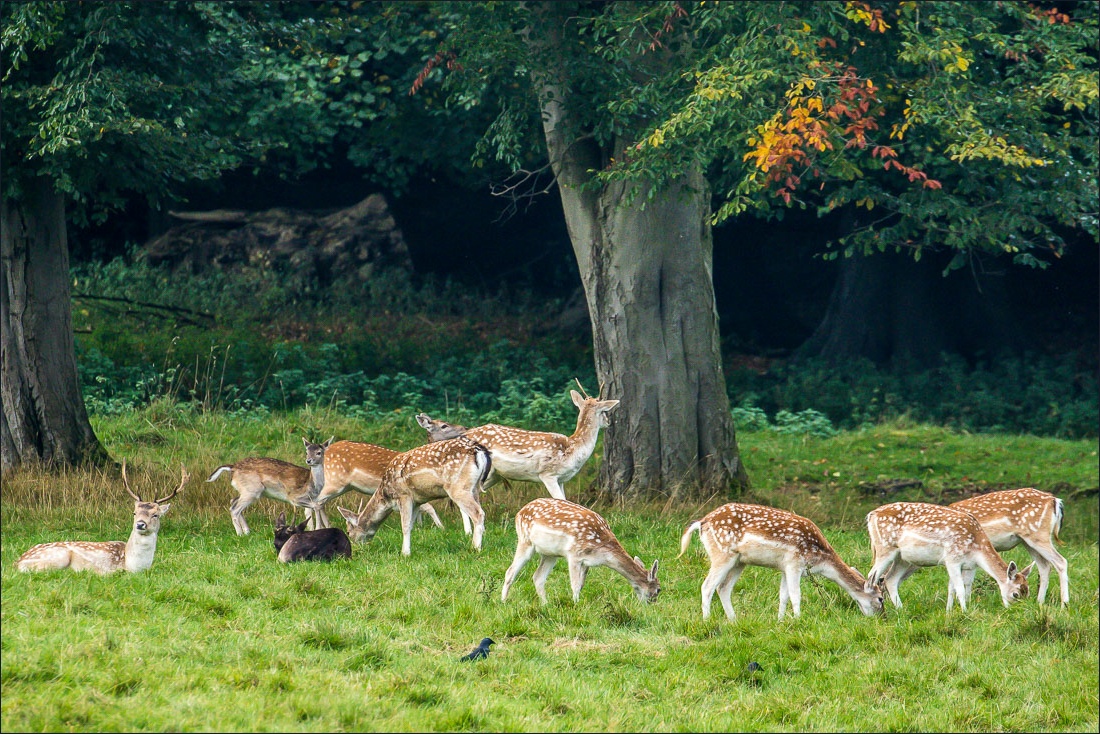 Studley Royal, fallow deer