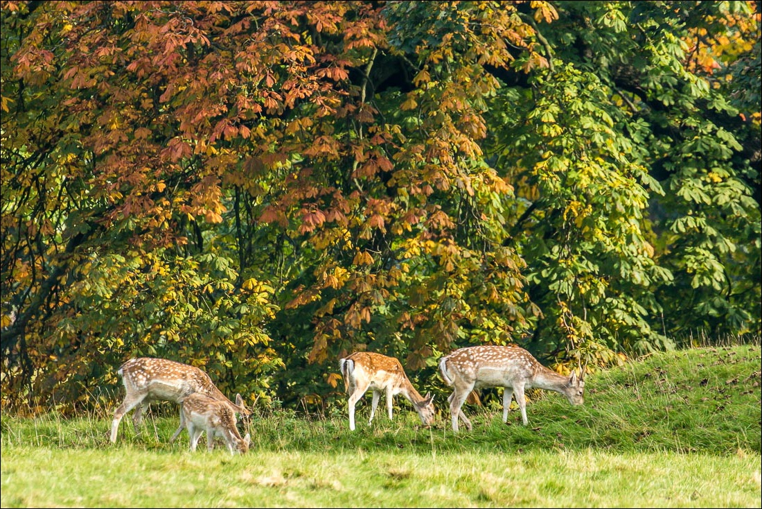 Studley Royal, fallow deer