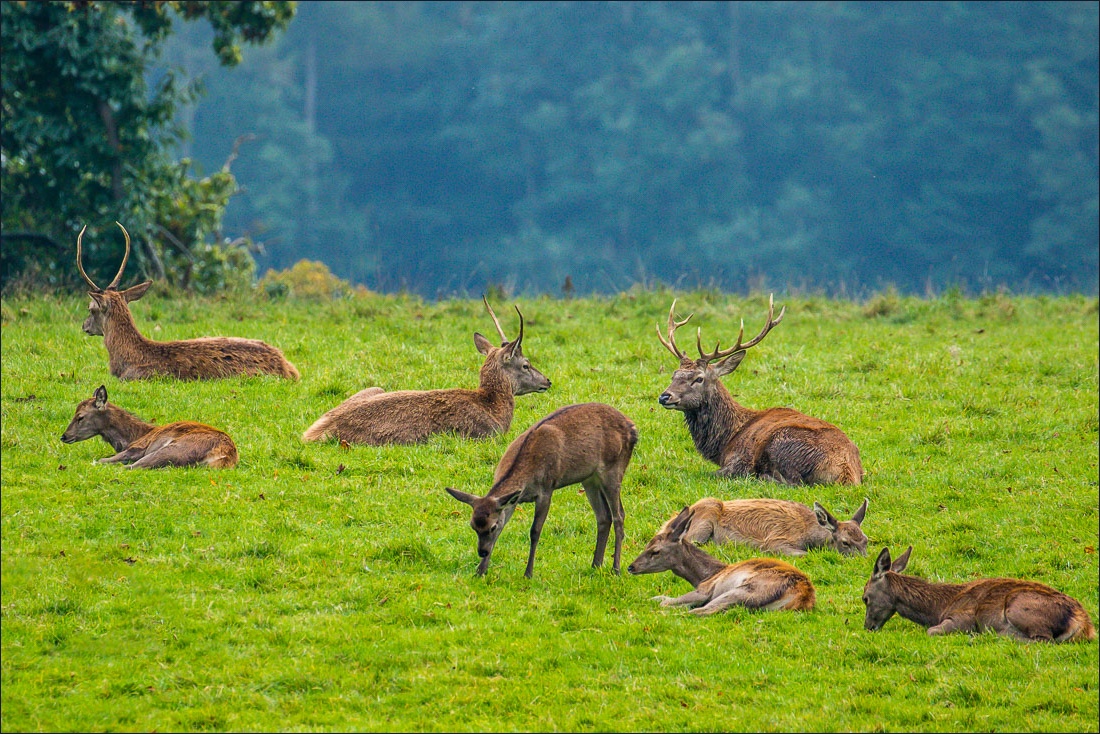 Studley Royal, red deer
