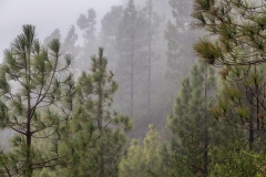laurel forest Tenerife