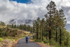 laurel forest Tenerife