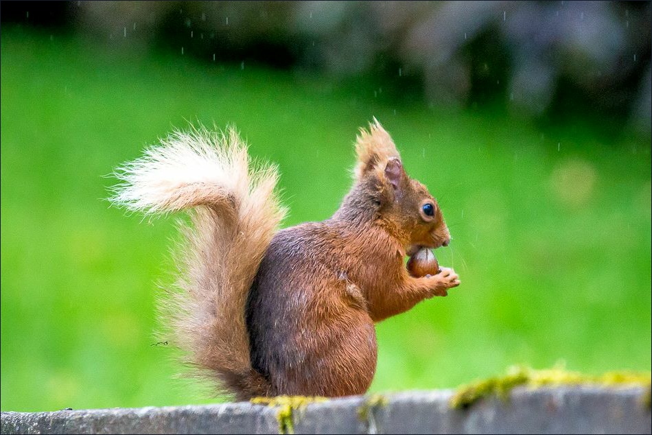 Red Squirrel Lake District