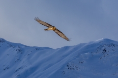 bearded vulture, lammergeier