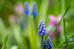 Grape hyacinth